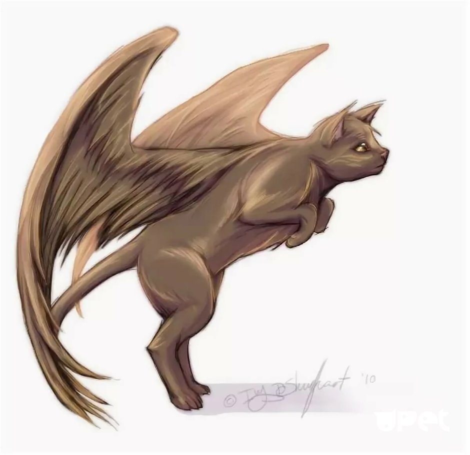 Котик с крылышками