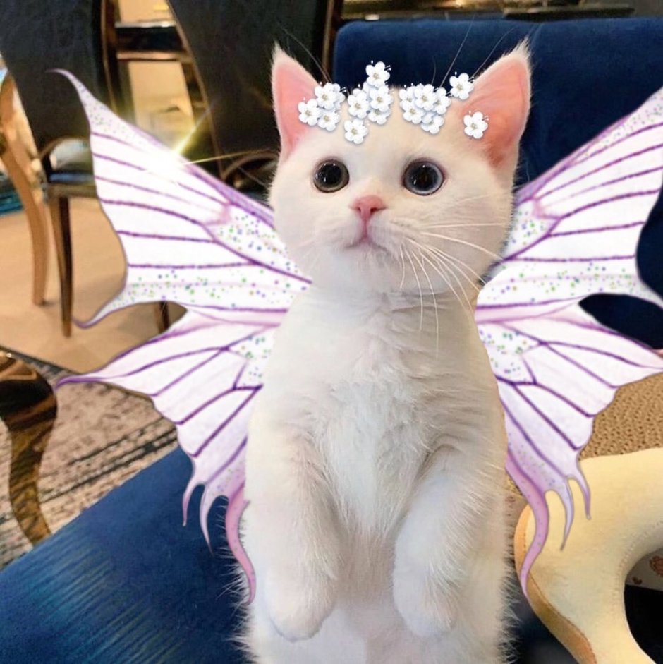 Котенок с крыльями