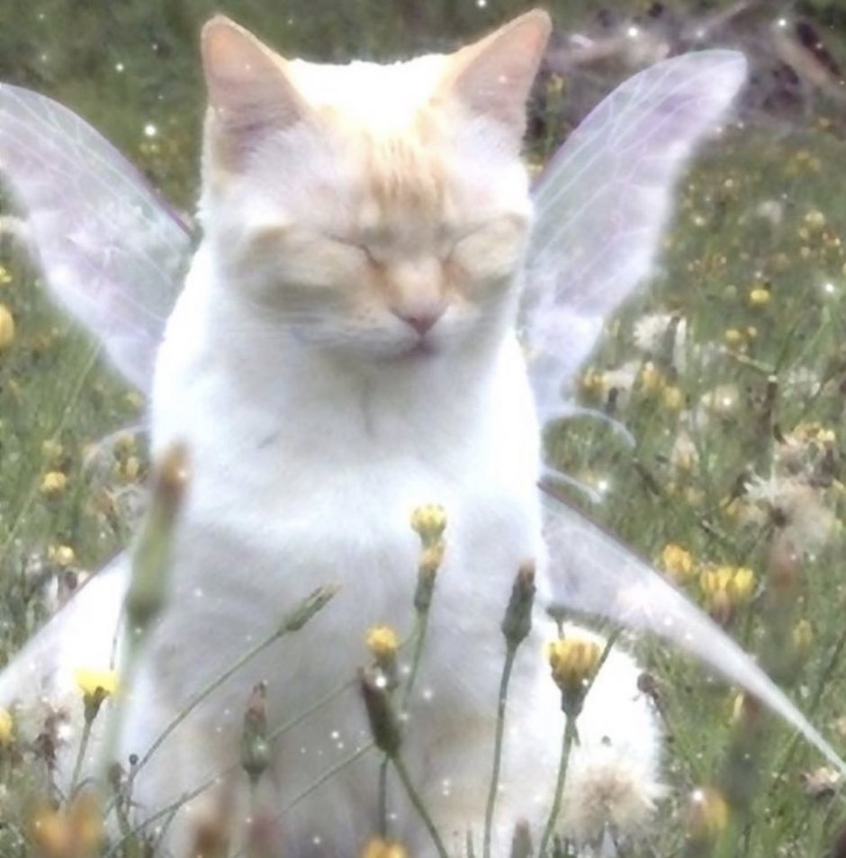 Тату кот с крыльями