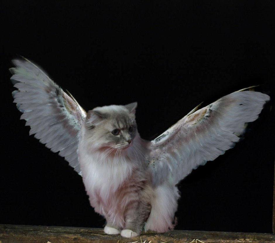 Коты Воители Белолапка