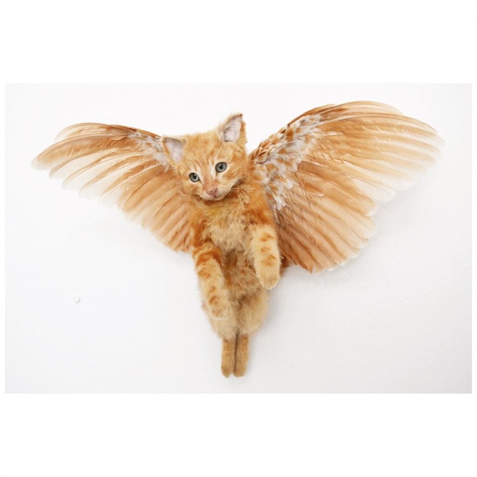 Летающие коты с крыльями