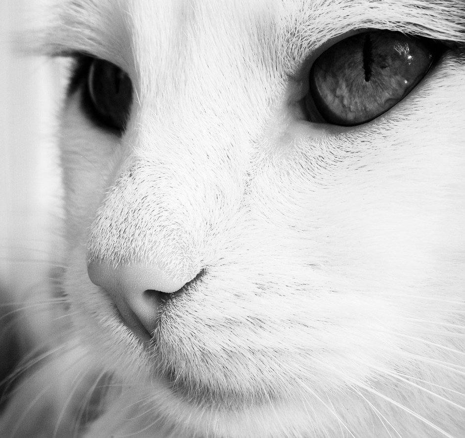 Морда кота
