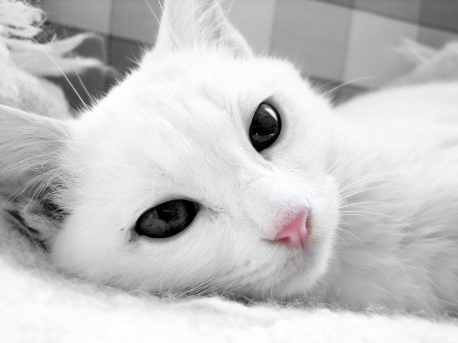Кошка белая