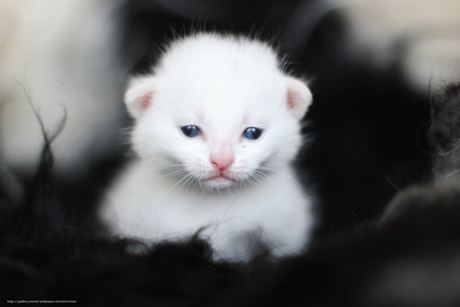 Белый котёнок с голубыми глазами