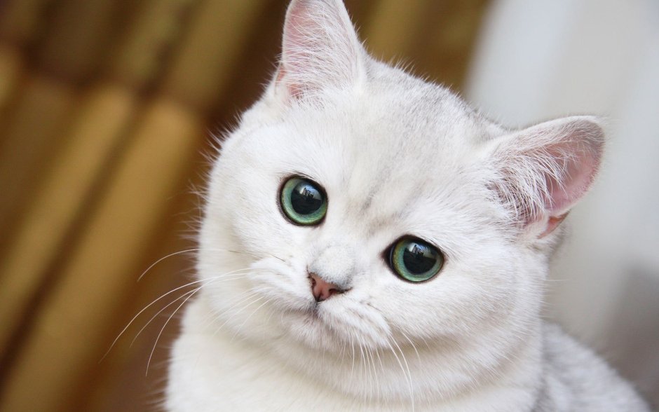 Красивые котики