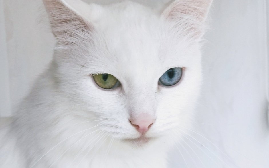 Кошка с голубыми глазами