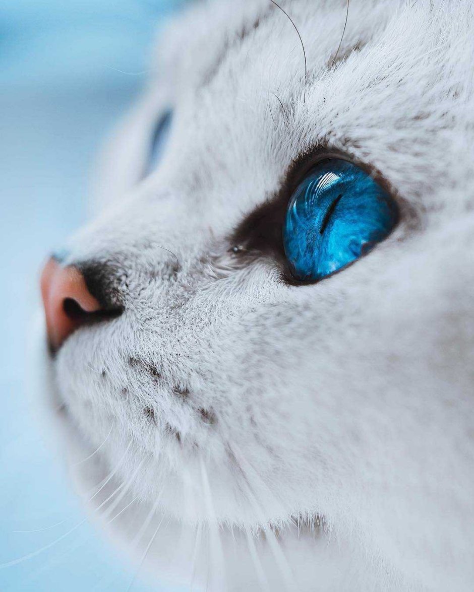 Кошка белая