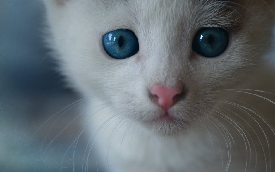 Кошка с голубыми глазами