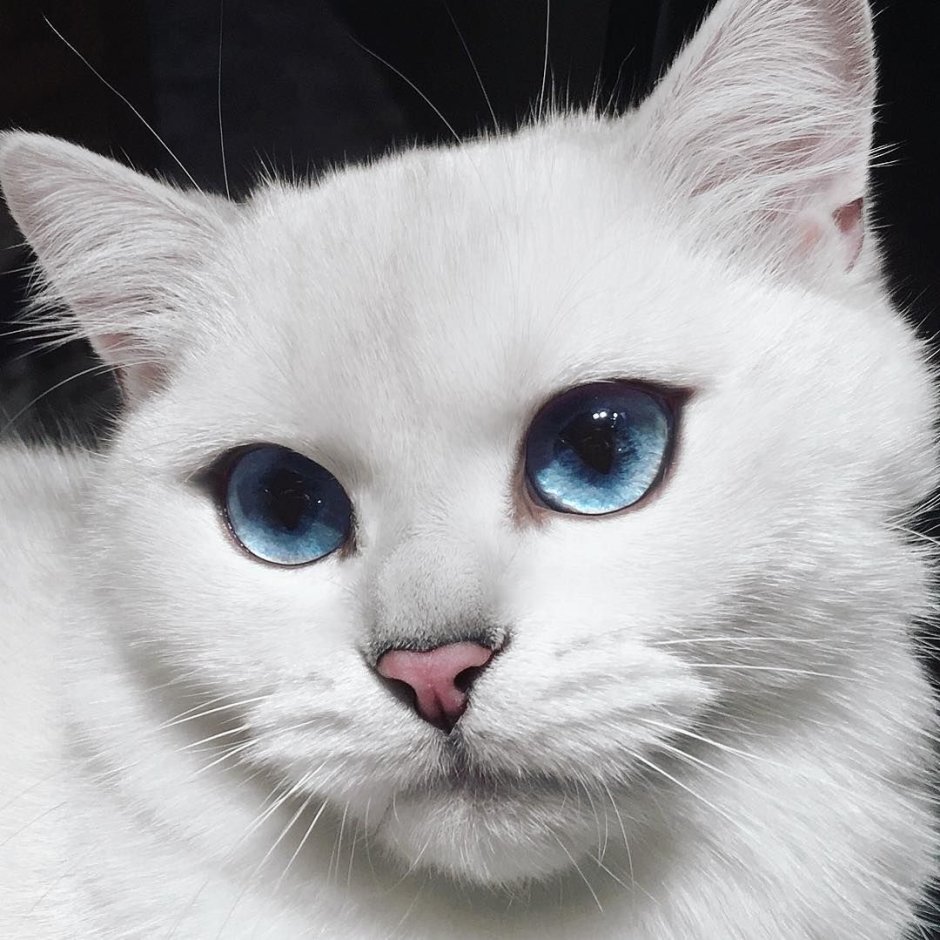 Голубоглазая кошка