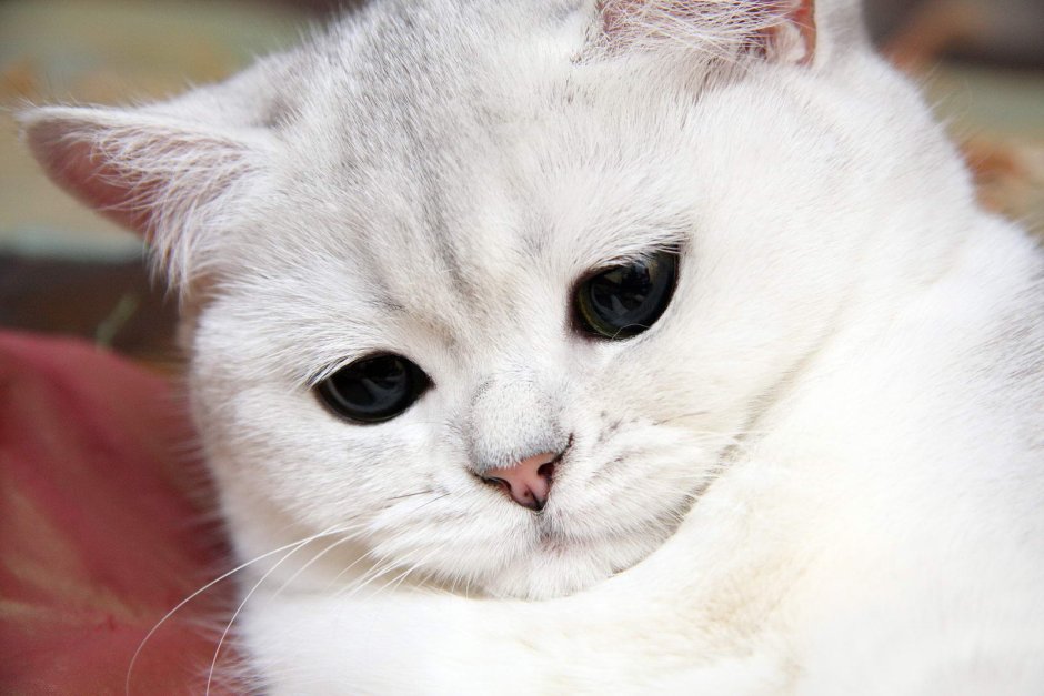 Грустный белый кот