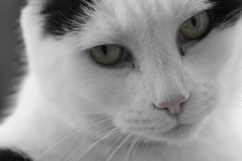 Cat Black and White picture