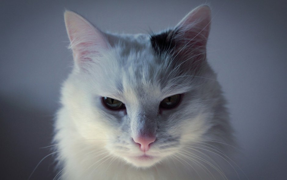 Серьезный белый кот
