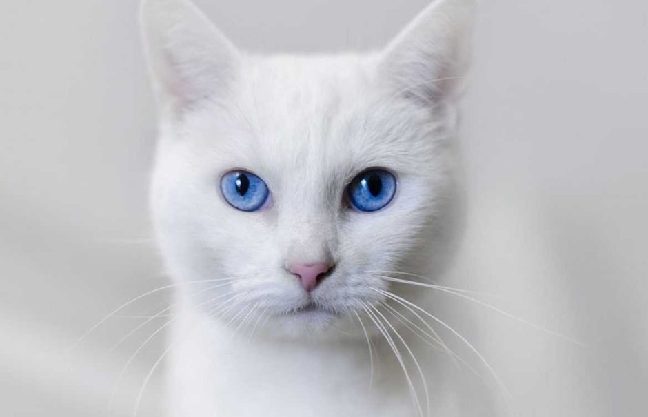 Маленький Беленький котенок
