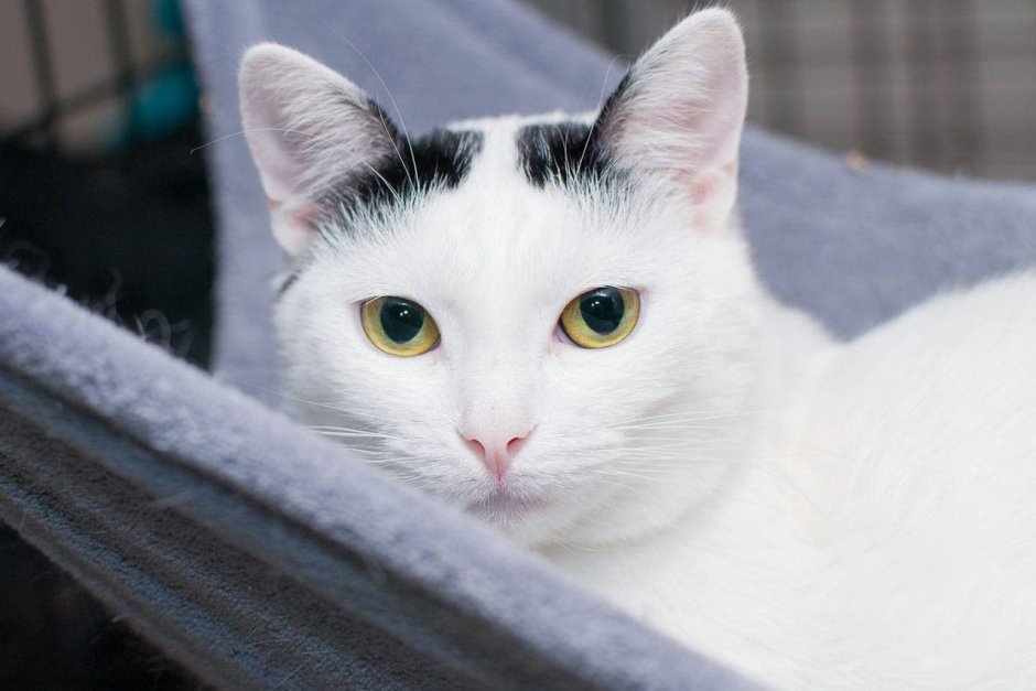 Морозко кошка