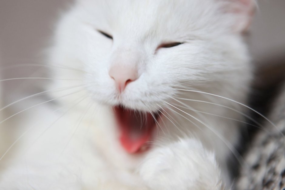 Кошка белая