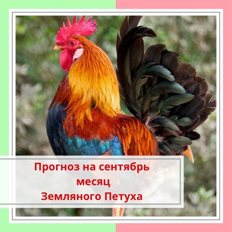 Петушок картинка для детей на прозрачном фоне
