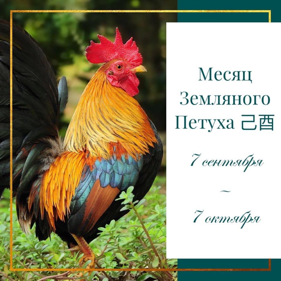Золотой петух Куприн иллюстрация