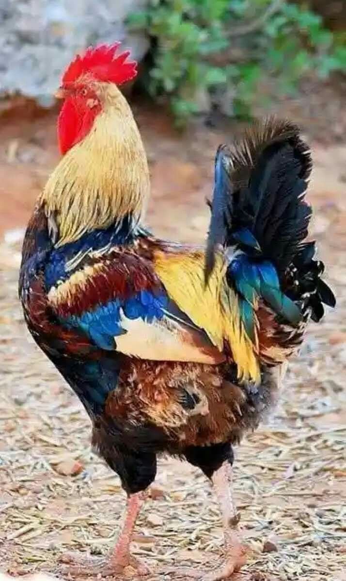 Виандот толбунт