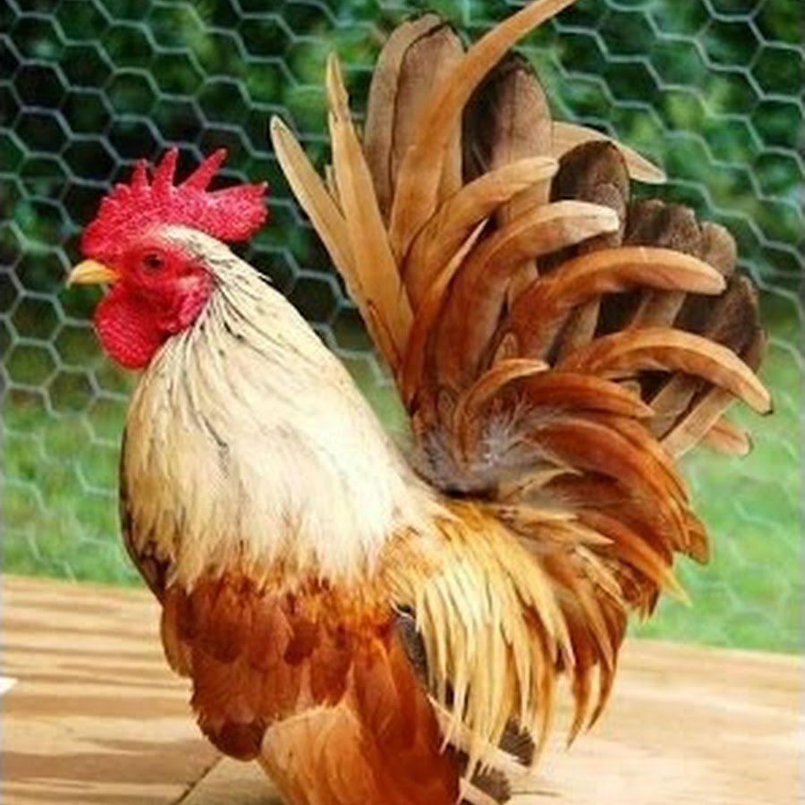 Род-Айленд порода кур