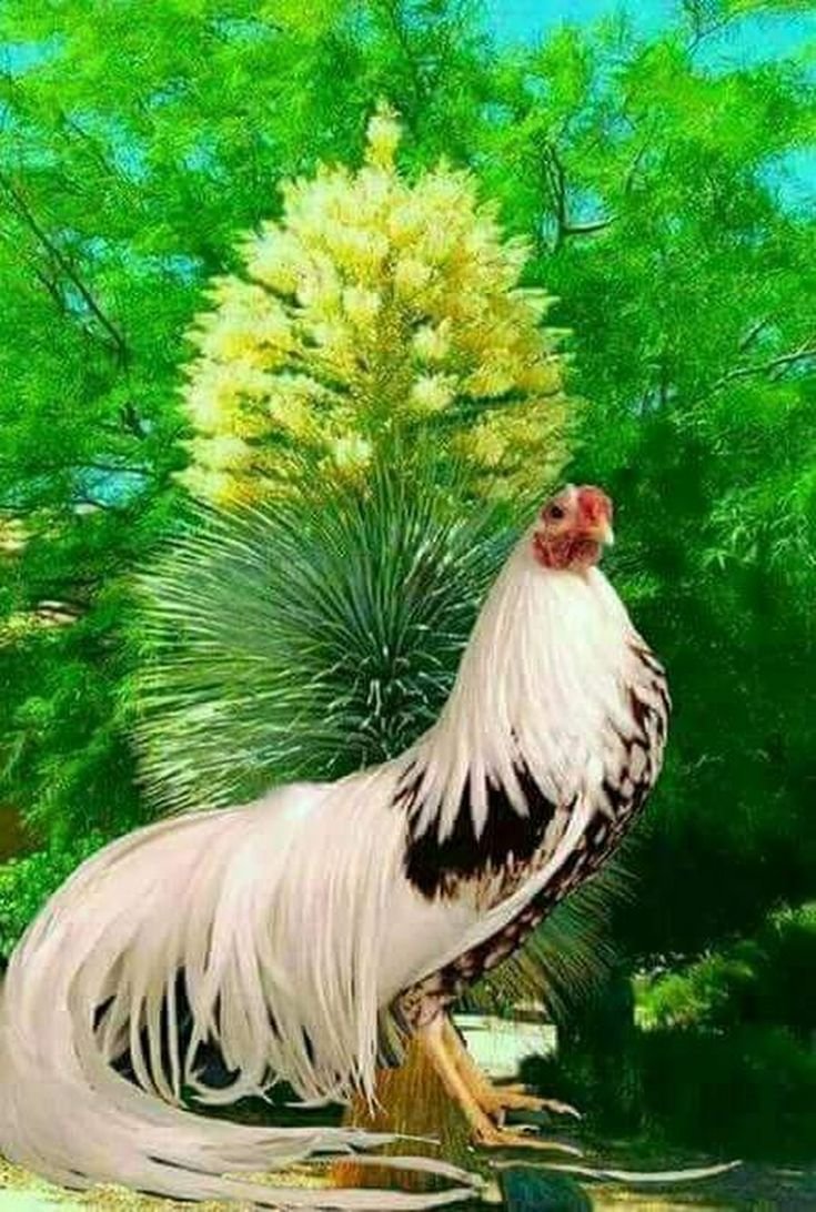 Глупая курица