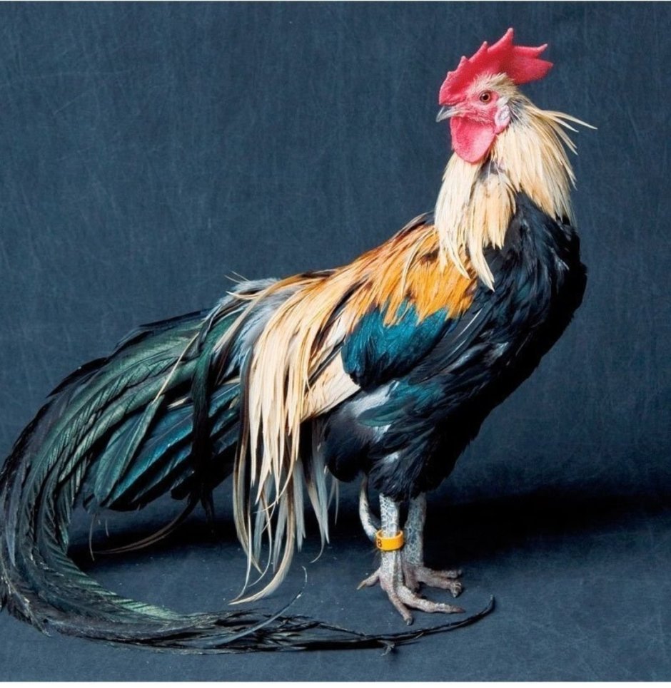 Куры породы Феникс