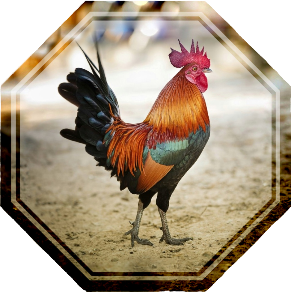 Красивый петушок