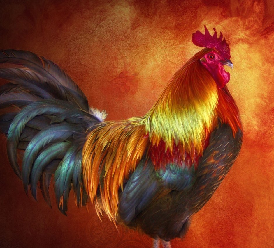 Яркий петух