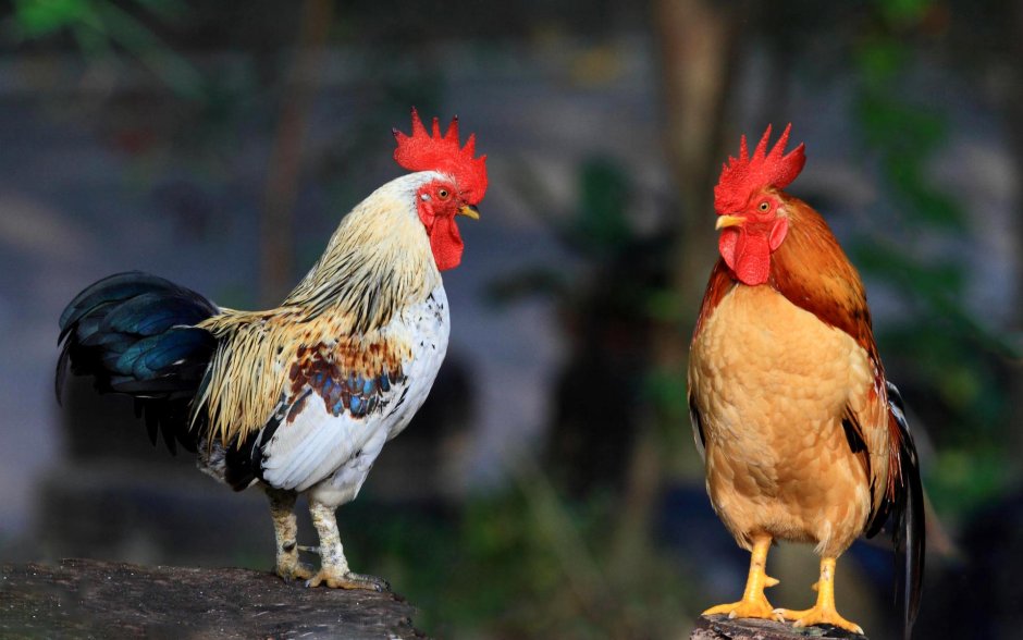 Петухи разных пород