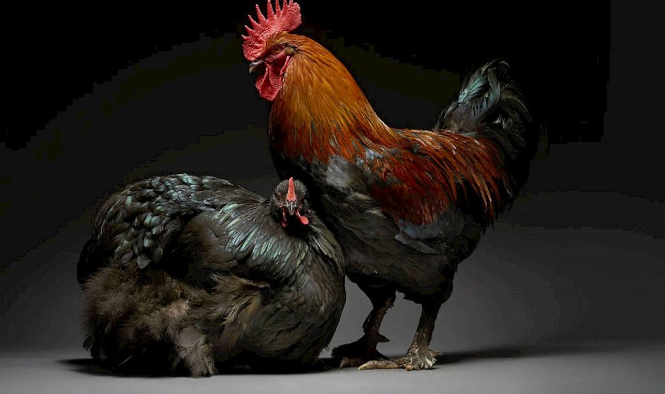 Красивые петухи и куры