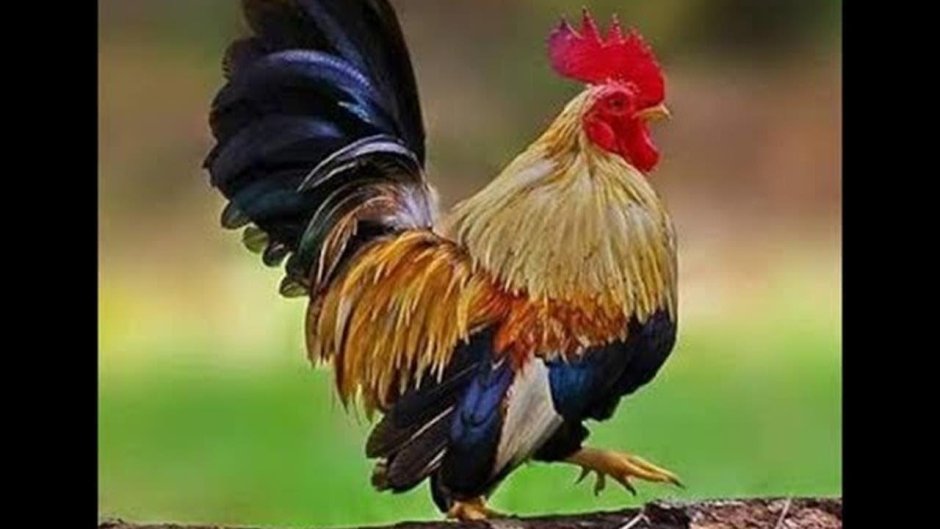 Петух породы Маран