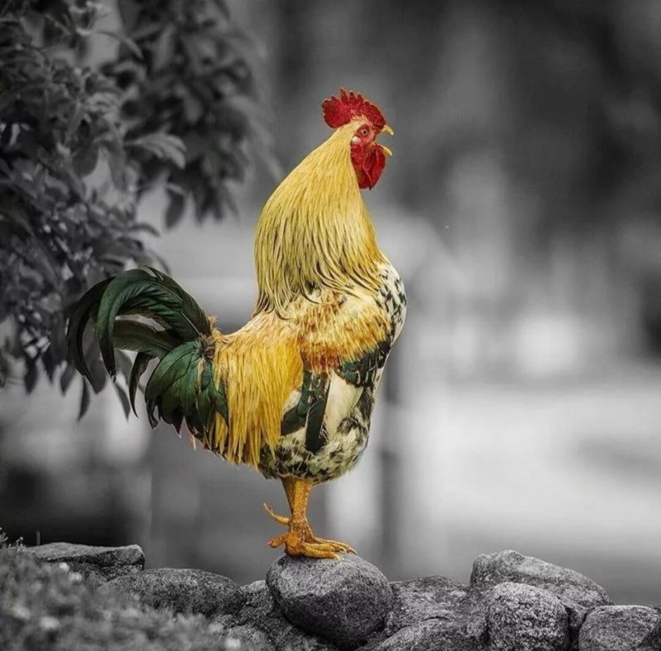 Красивый петух