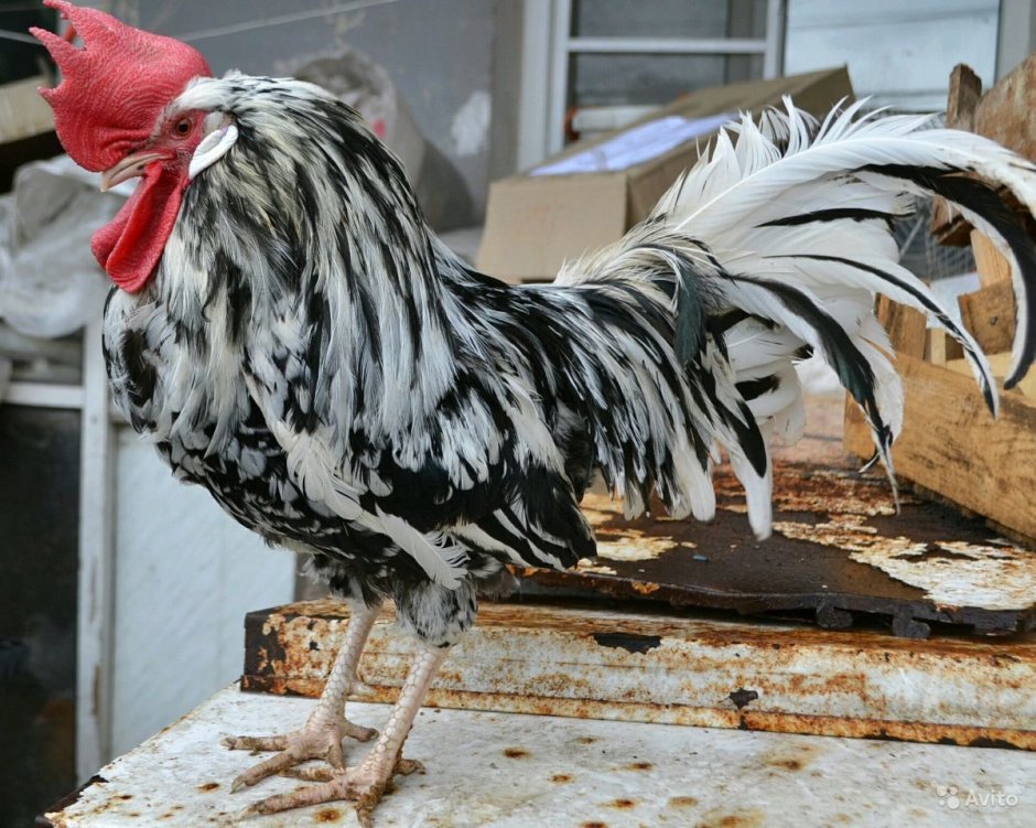 Русская хохлатая петух