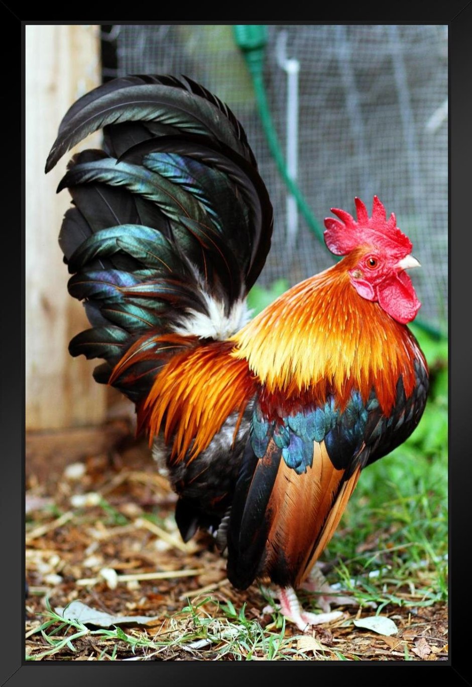 Петух на шесте