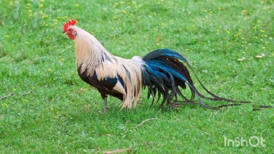 Куры Феникс