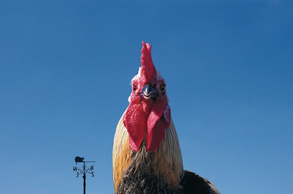 Карликовый петушок