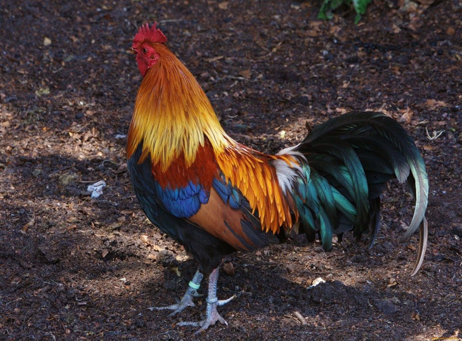 Стая петухов