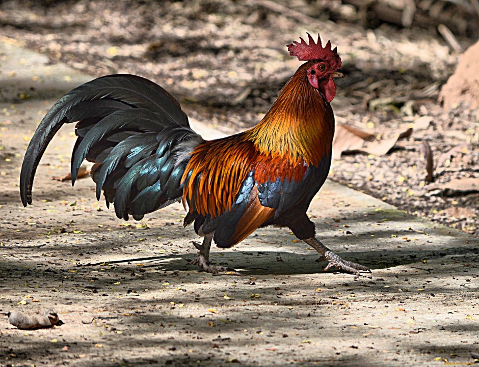 Пестрый петух