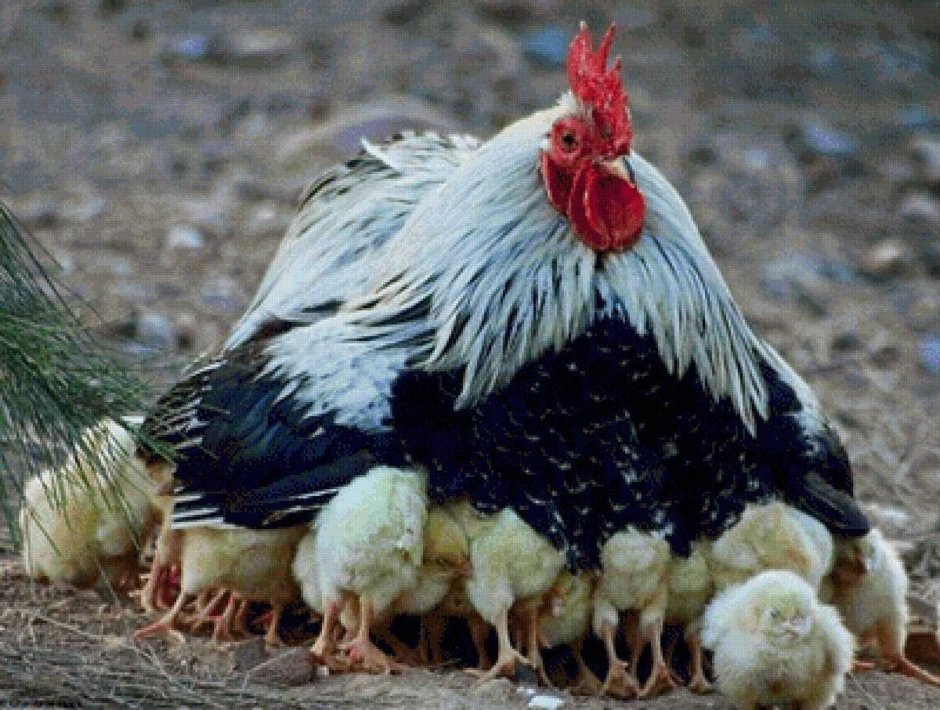 Петух породы Брама