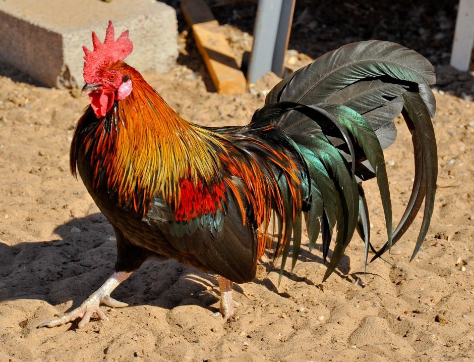 Яркий петух