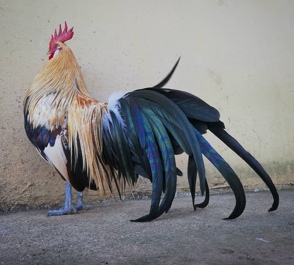 Леггорн Изабелла