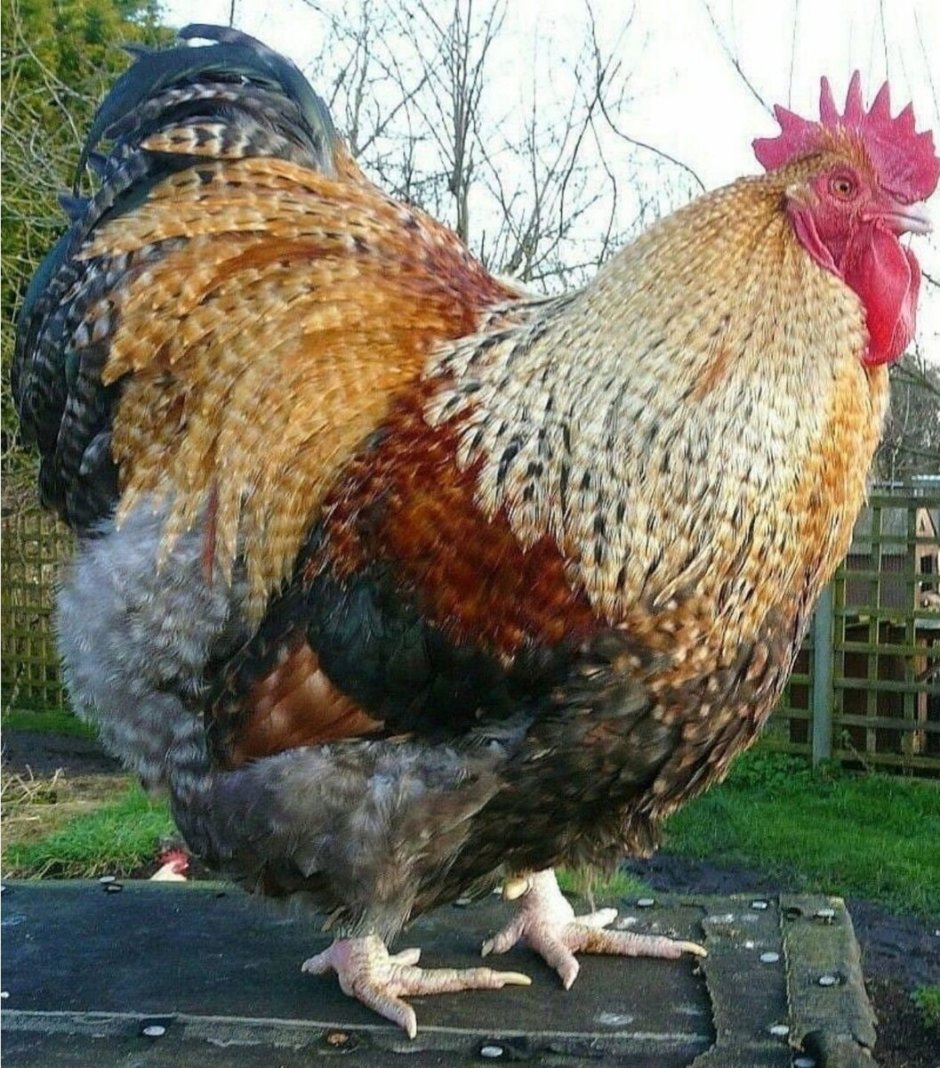 Петух прикол