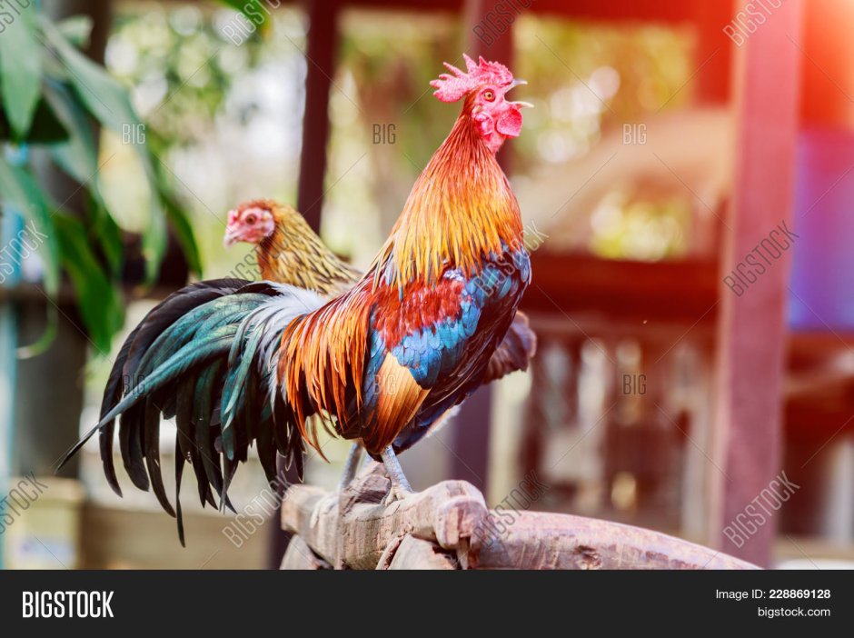 Разноцветный петух