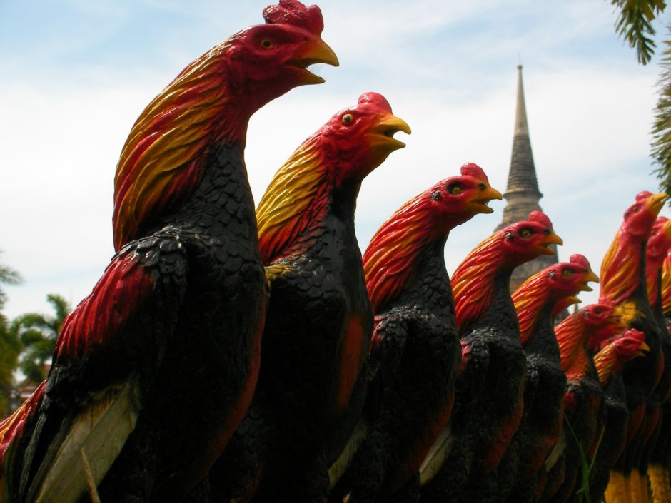 Малазийская Серама куры