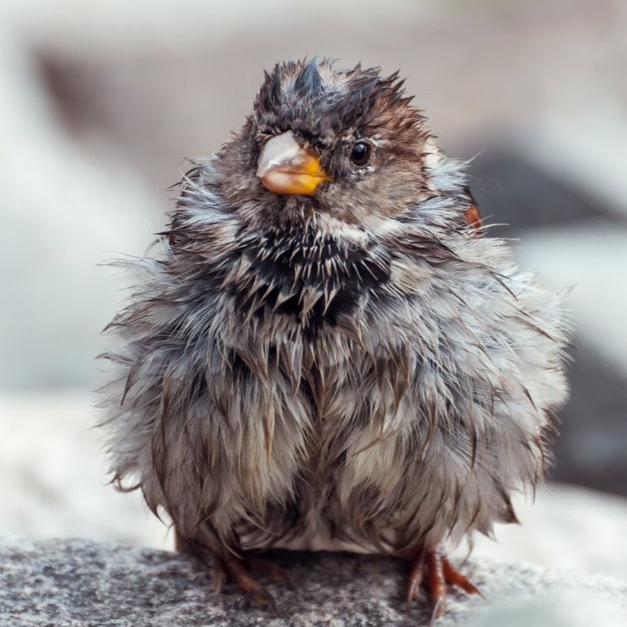 Взъерошенный Воробушек