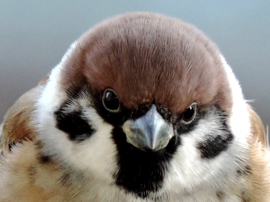 Лицо воробья