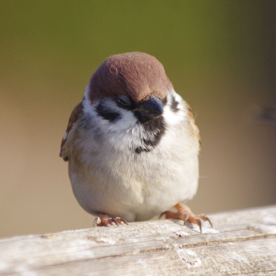 Воробушек фильм