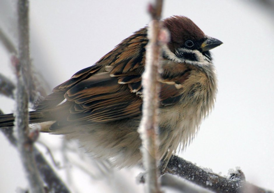 Взъерошенный Воробей