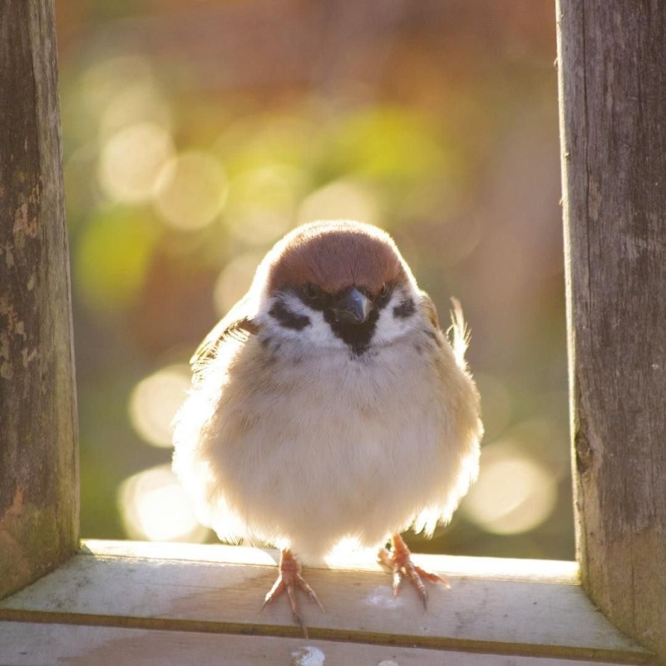 Милый Воробей