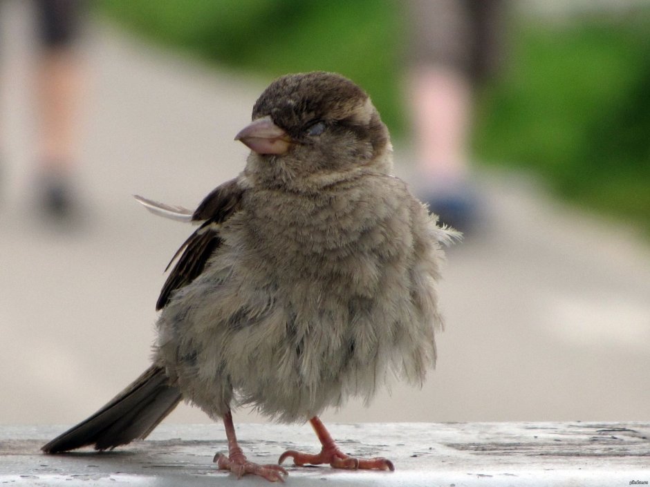 Смешной Воробушек