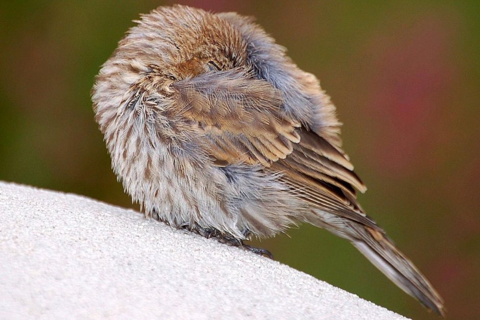 Спящий Воробей